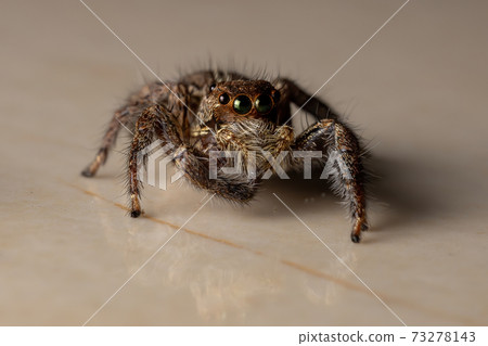 Pantropical Jumping Spider Pantropical Jumping Spider 73278143