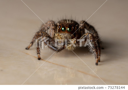 Pantropical Jumping Spider Pantropical Jumping Spider 73278144