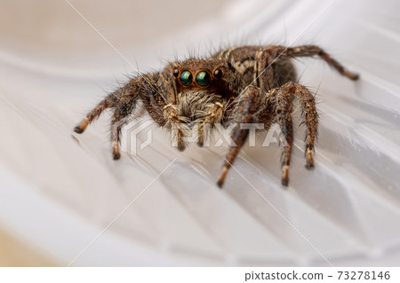 Pantropical Jumping Spider 73278146