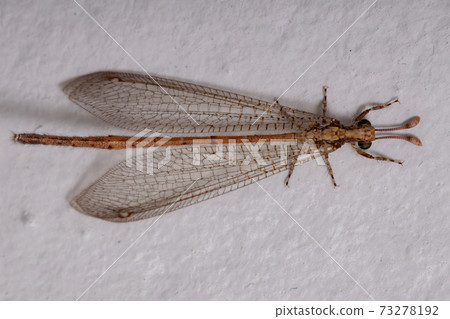 Insect Ant lion Insect Ant lion 73278192