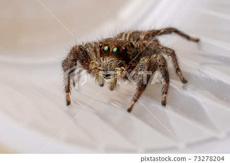 Pantropical Jumping Spider Pantropical Jumping Spider 73278204