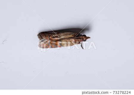 Indian Meal Moth 73278224