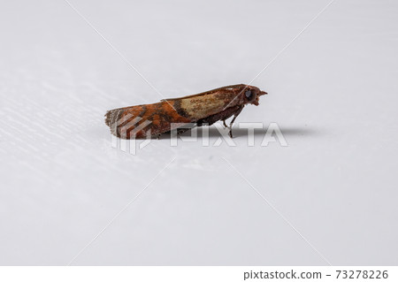 Indian Meal Moth 73278226
