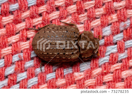 Brazilian Hide Beetle 73278235