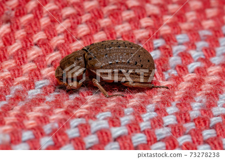 Brazilian Hide Beetle Brazilian Hide Beetle 73278238