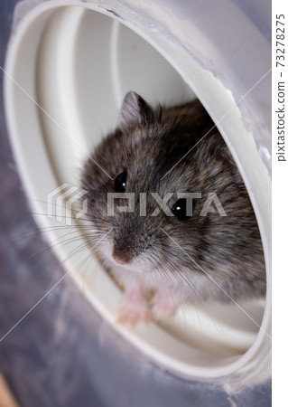 Campbell's dwarf hamster Campbell's dwarf hamster 73278275