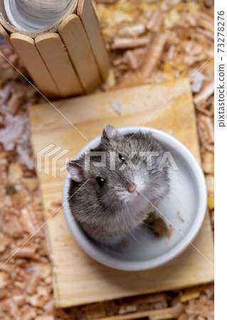 Campbell's dwarf hamster Campbell's dwarf hamster 73278276