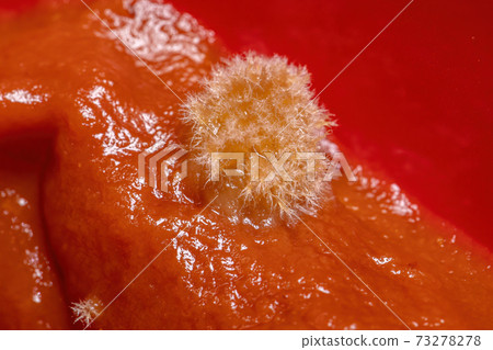 Moldy tomato sauce 73278278