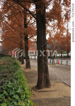 Metasequoia Namiki Metasequoia Namiki 73278528