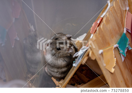 Campbell's dwarf hamster 73278850