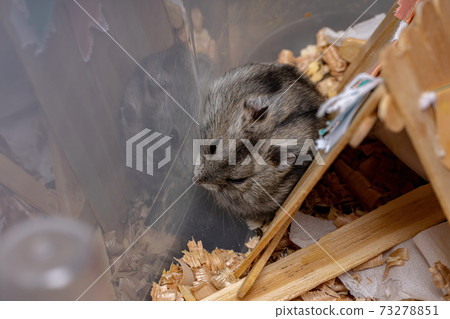 Campbell's dwarf hamster 73278851