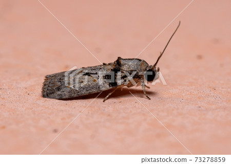 Brazilian Tufted Moth 73278859
