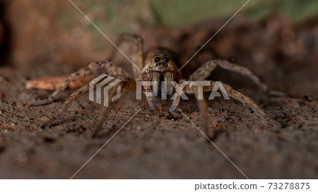 Adult Wolf Spider Adult Wolf Spider 73278875