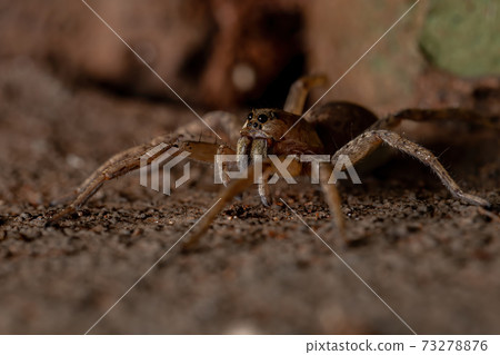 Adult Wolf Spider Adult Wolf Spider 73278876