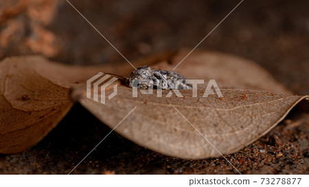 Brazilian Tufted Moth Brazilian Tufted Moth 73278877