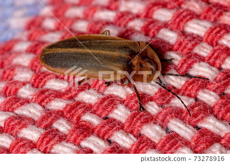 Brazilian Firefly Beetle 73278916