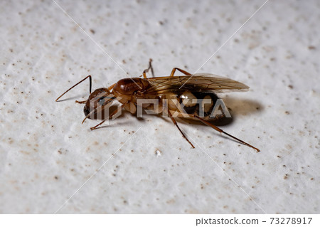 Brazilian Carpenter Ant 73278917