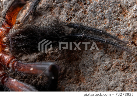 Curtain web Spider 73278925