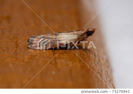 Indian Meal Moth 73278941