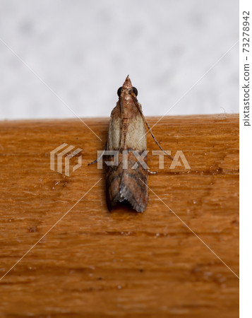 Indian Meal Moth Indian Meal Moth 73278942