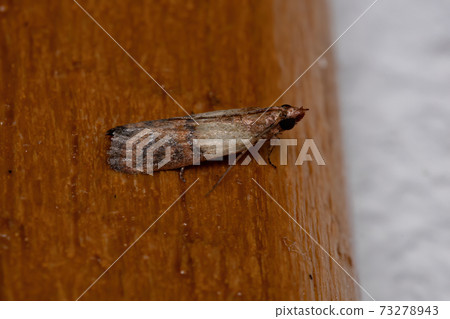 Indian Meal Moth 73278943