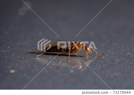 Brazilian Carpenter Ant Brazilian Carpenter Ant 73278944