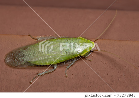 Green Giant Cockroach Green Giant Cockroach 73278945