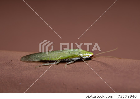 Green Giant Cockroach 73278946