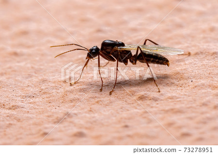 Brazilian Carpenter Ant 73278951