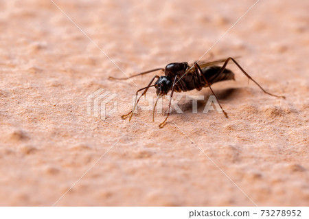 Brazilian Carpenter Ant Brazilian Carpenter Ant 73278952