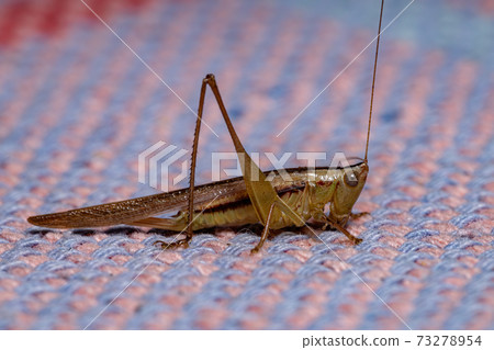 Long-horned Meadow Katydid Long-horned Meadow Katydid 73278954