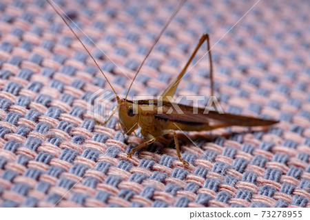 Long-horned Meadow Katydid Long-horned Meadow Katydid 73278955