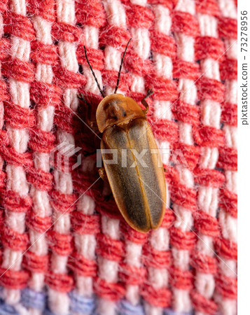 Brazilian Firefly Beetle Brazilian Firefly Beetle 73278956