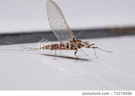 Brazilian Prong-gilled Mayfly 73278986