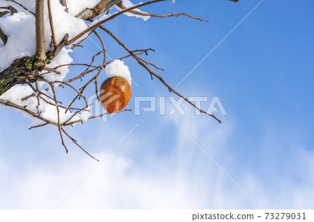 Snow-capped persimmon fruit remaining persimmon Snow-capped persimmon fruit remaining persimmon 73279031