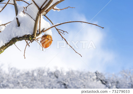 白雪皚皚的柿子水果剩餘的柿子 73279033