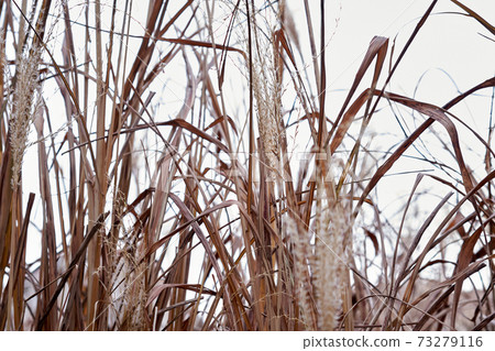 Miscanthus Miscanthus 73279116
