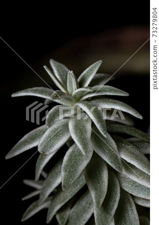 Variegated form of a Sucullent Plant Variegated form of a Sucullent Plant 73279804