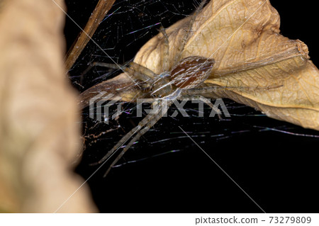 Nursery Web Spider 73279809