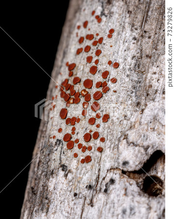 Red Common Lichen 73279826