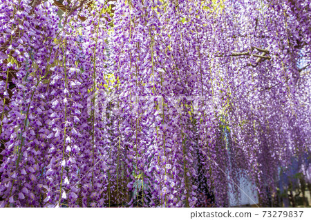 <Tottori Prefecture> Wisteria flowers, wisteria temple, Juunji temple <Tottori Prefecture> Wisteria flowers, wisteria temple, Juunji temple 73279837