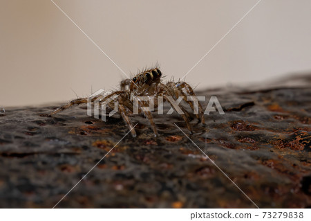 Pantropical Jumping Spider 73279838