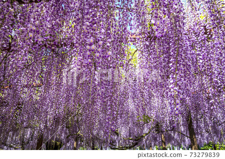 富士花富士寺相撲寺 照片素材 圖片 圖庫