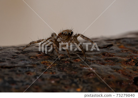 Pantropical Jumping Spider Pantropical Jumping Spider 73279840