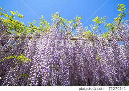 <Tottori Prefecture> Wisteria flowers, wisteria temple, Juunji temple <Tottori Prefecture> Wisteria flowers, wisteria temple, Juunji temple 73279841