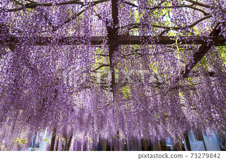 富士花富士寺相撲寺 照片素材 圖片 圖庫