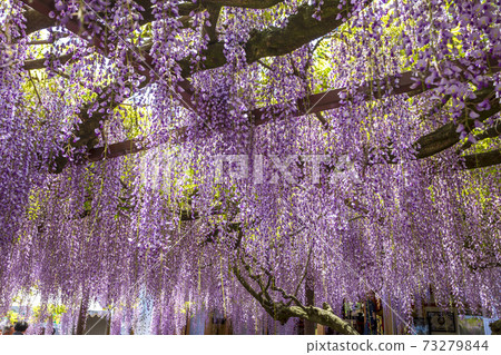 <鳥取縣>紫藤花、紫藤寺、順雲寺 <鳥取縣>紫藤花、紫藤寺、順雲寺 73279844