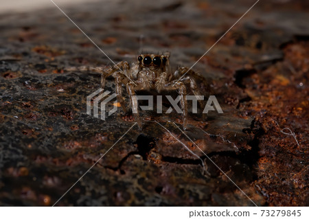 Pantropical Jumping Spider 73279845