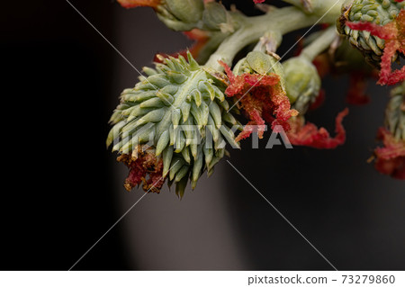 Brazilian Mamona in close-up 73279860