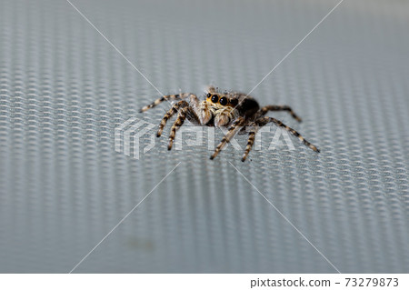 Gray Wall Jumping Spider 73279873